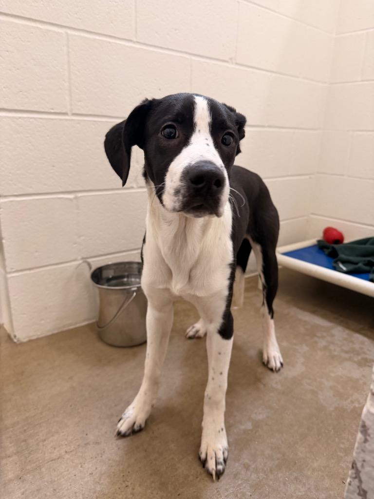 Diesel, a Adoptable mixed breed in Gillette, WY image 2/3