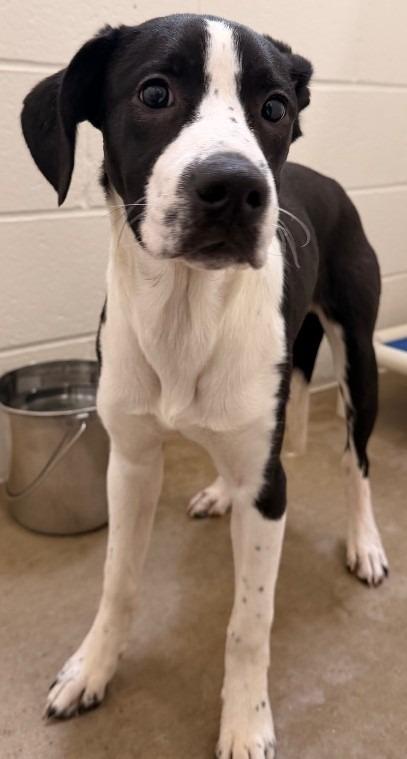 Diesel, a Adoptable mixed breed in Gillette, WY image 3/3