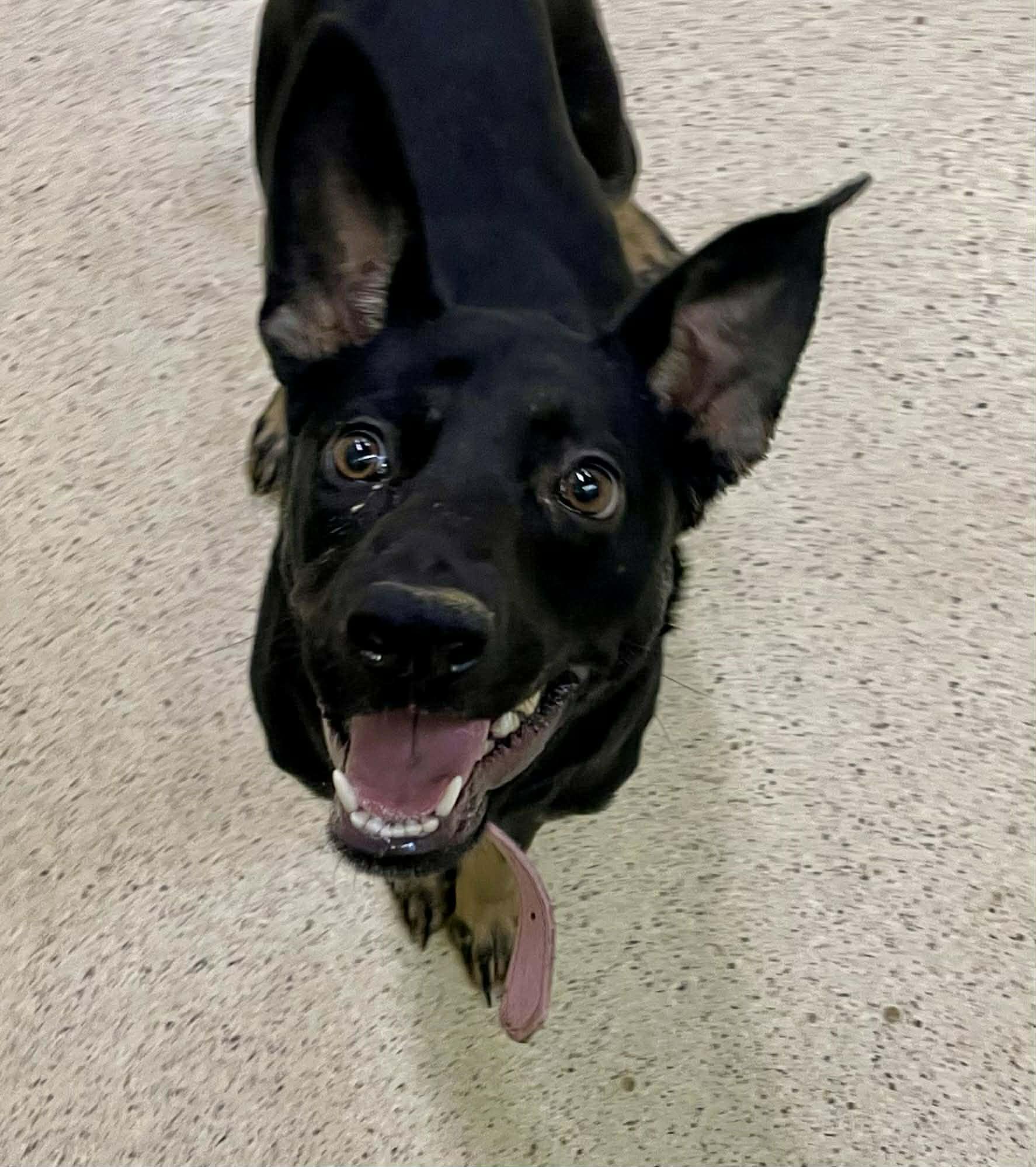 Enlarge Baby - ADOPTION FEE WAIVED!!!, a ADOPTABLE mixed breed in Muncie, IN image 2/3