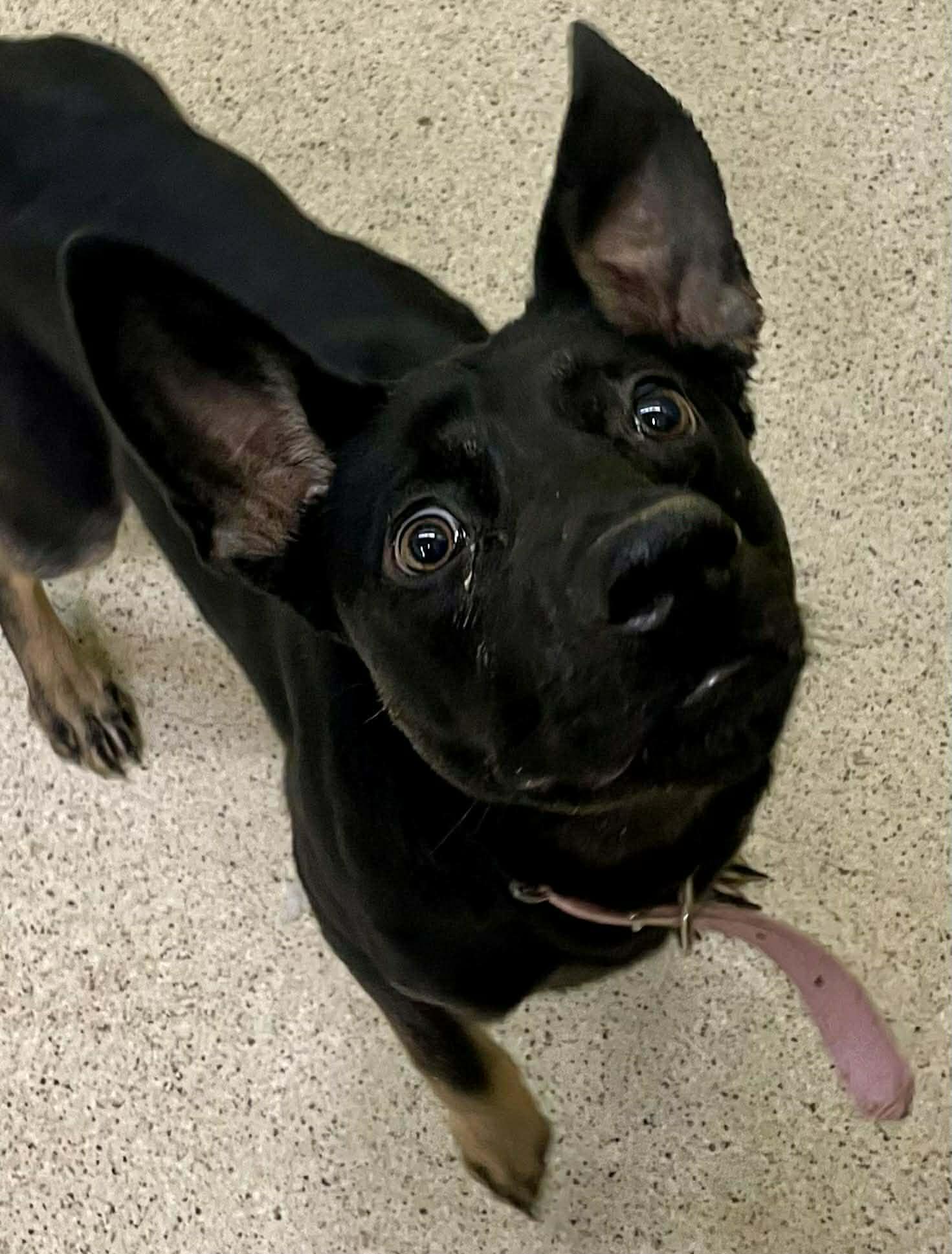 Enlarge Baby - ADOPTION FEE WAIVED!!!, a ADOPTABLE mixed breed in Muncie, IN image 1/3