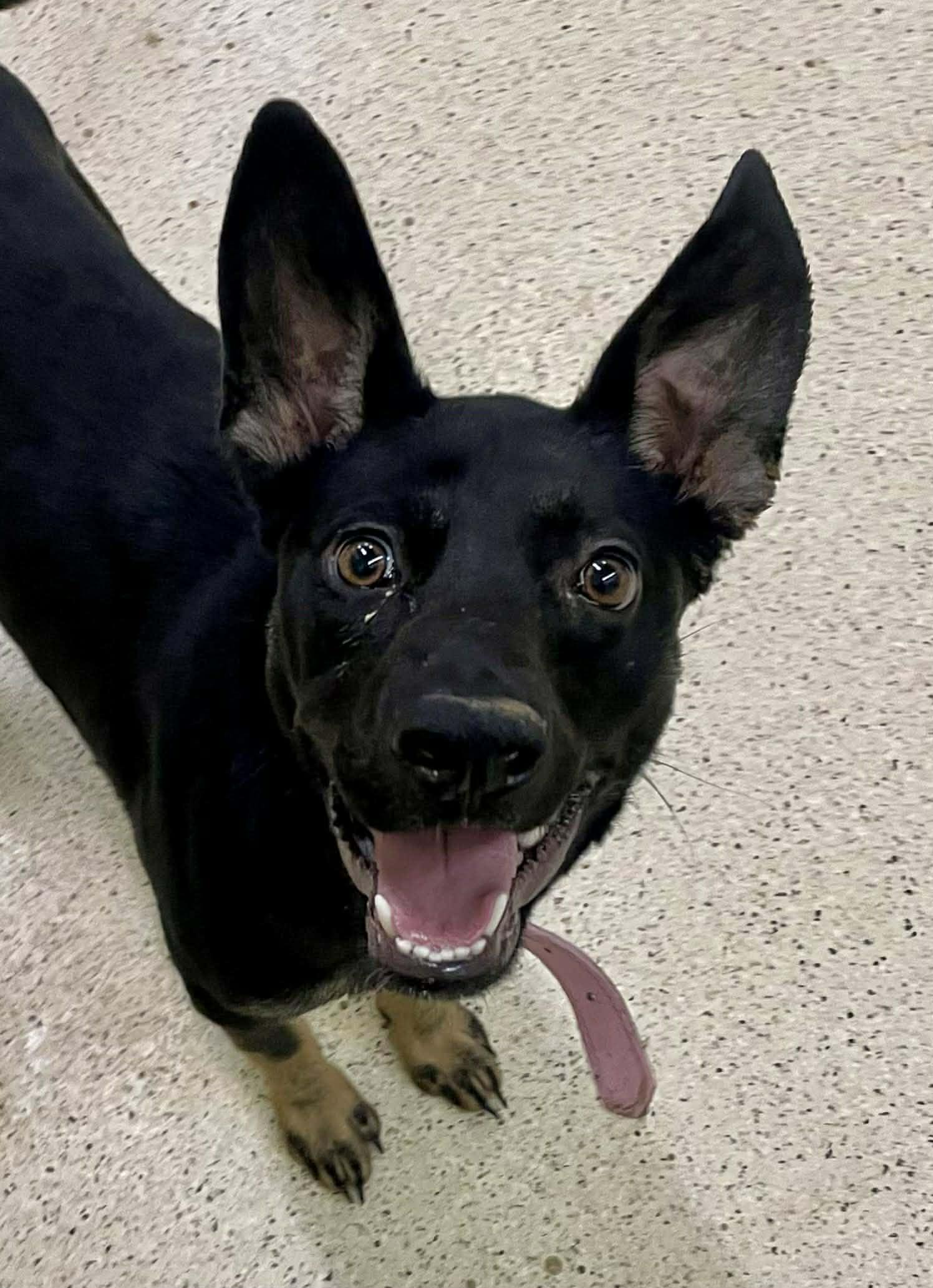 Enlarge Baby - ADOPTION FEE WAIVED!!!, a ADOPTABLE mixed breed in Muncie, IN image 3/3