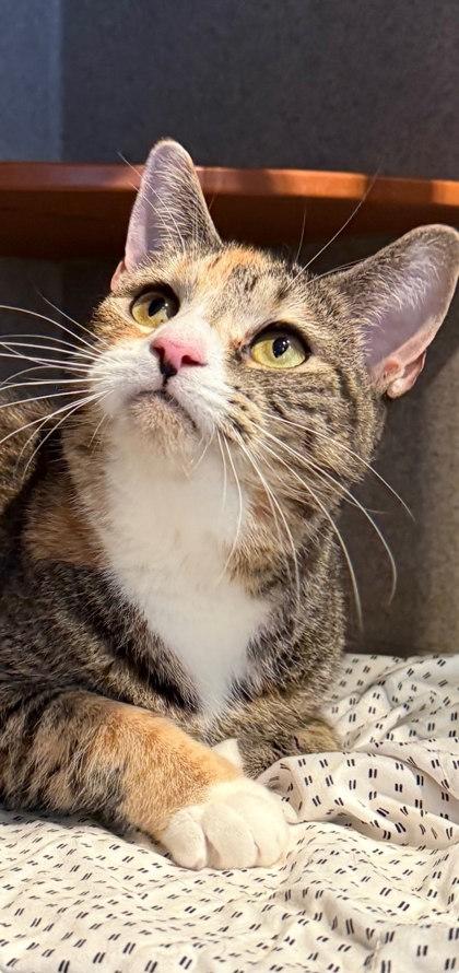 Flannel, Adoptable, Adult Female Domestic Short Hair.
