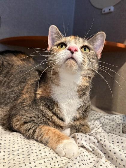 Enlarge Flannel, a Adoptable Domestic Short Hair in Washington, DC image 2/2