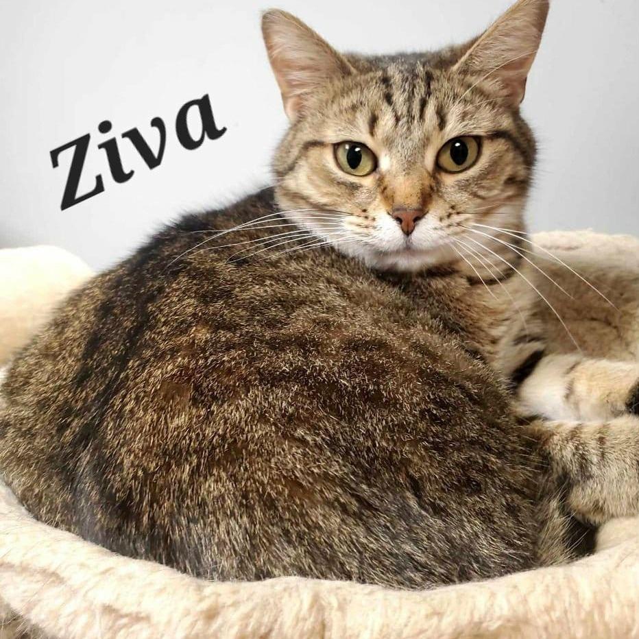Ziva, Adoptable, Adult Female Domestic Short Hair.