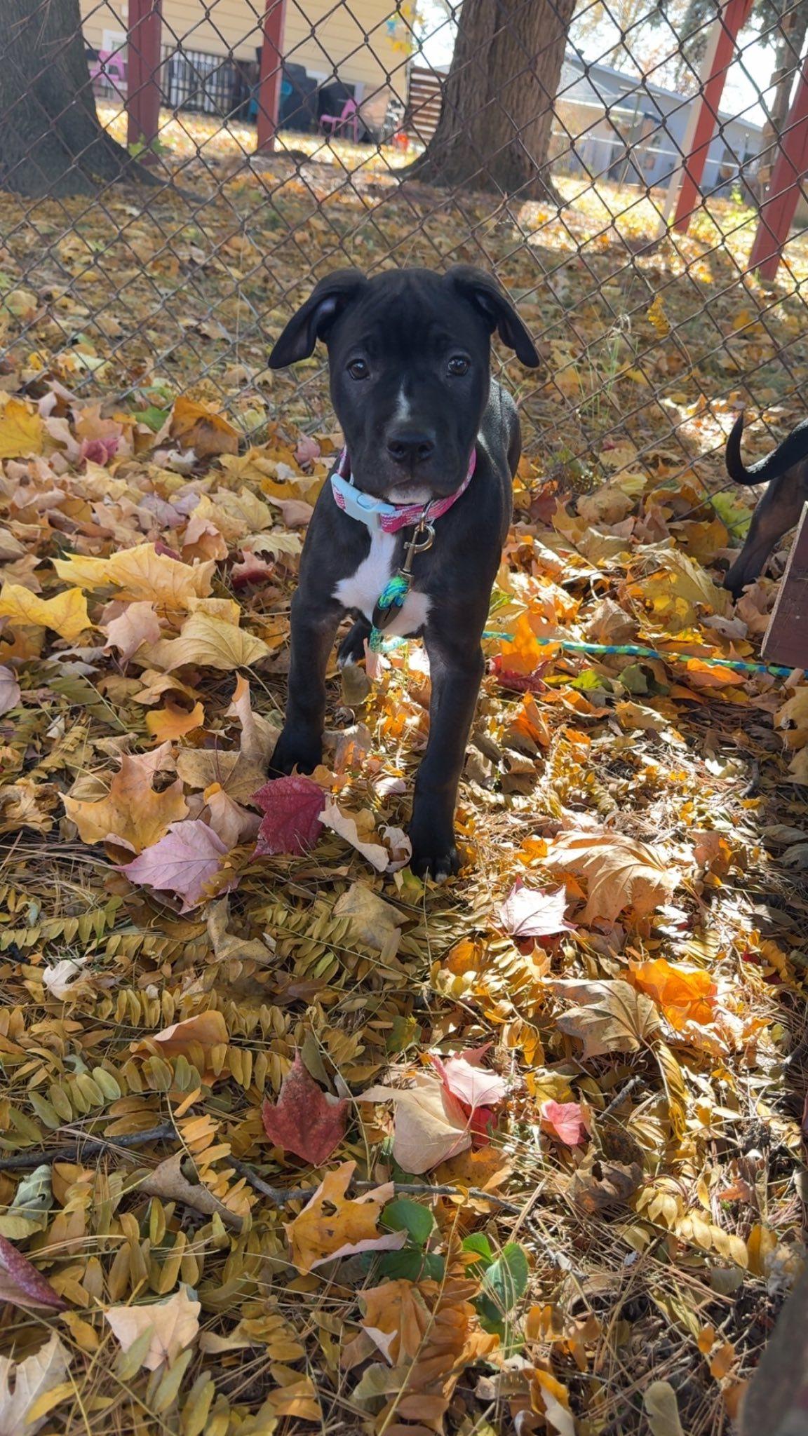 Luna, a Adoptable mixed breed in Niles, IL image 1/4