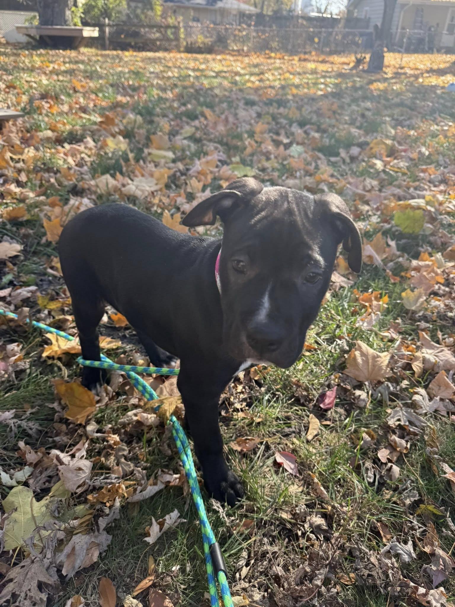 Luna, a Adoptable mixed breed in Niles, IL image 4/4