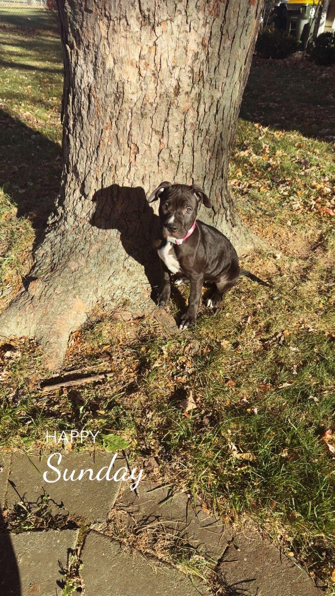 Luna, a Adoptable mixed breed in Niles, IL image 2/4