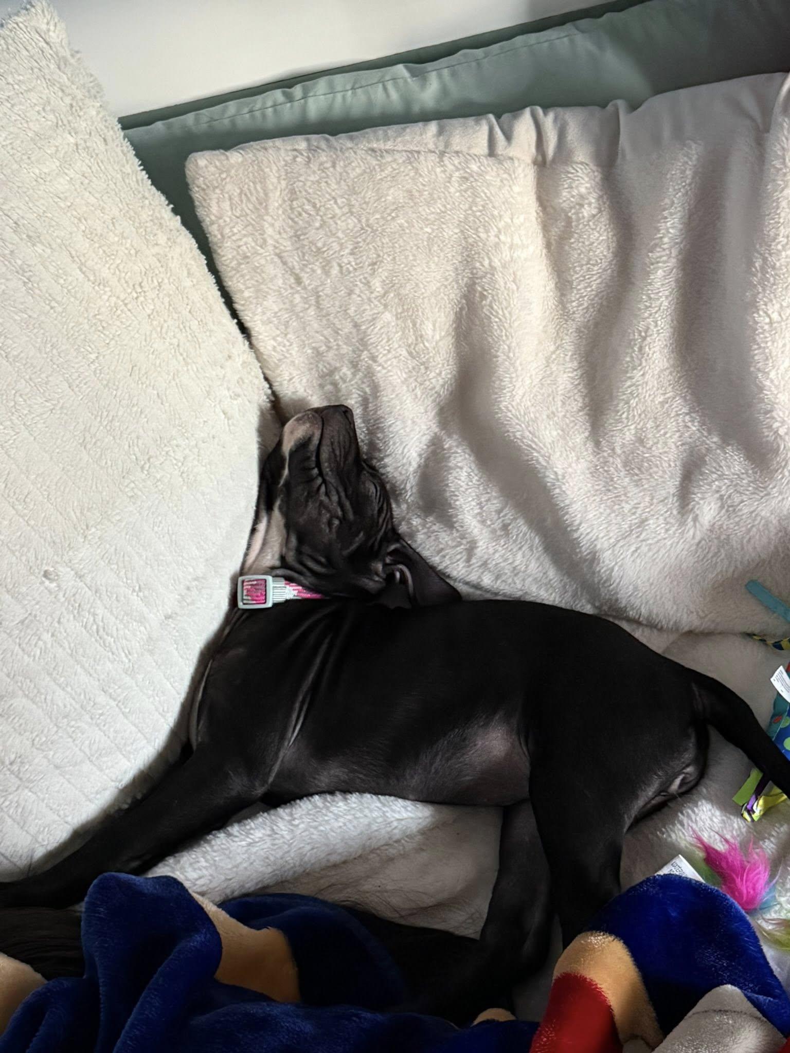 Luna, a Adoptable mixed breed in Niles, IL image 3/4