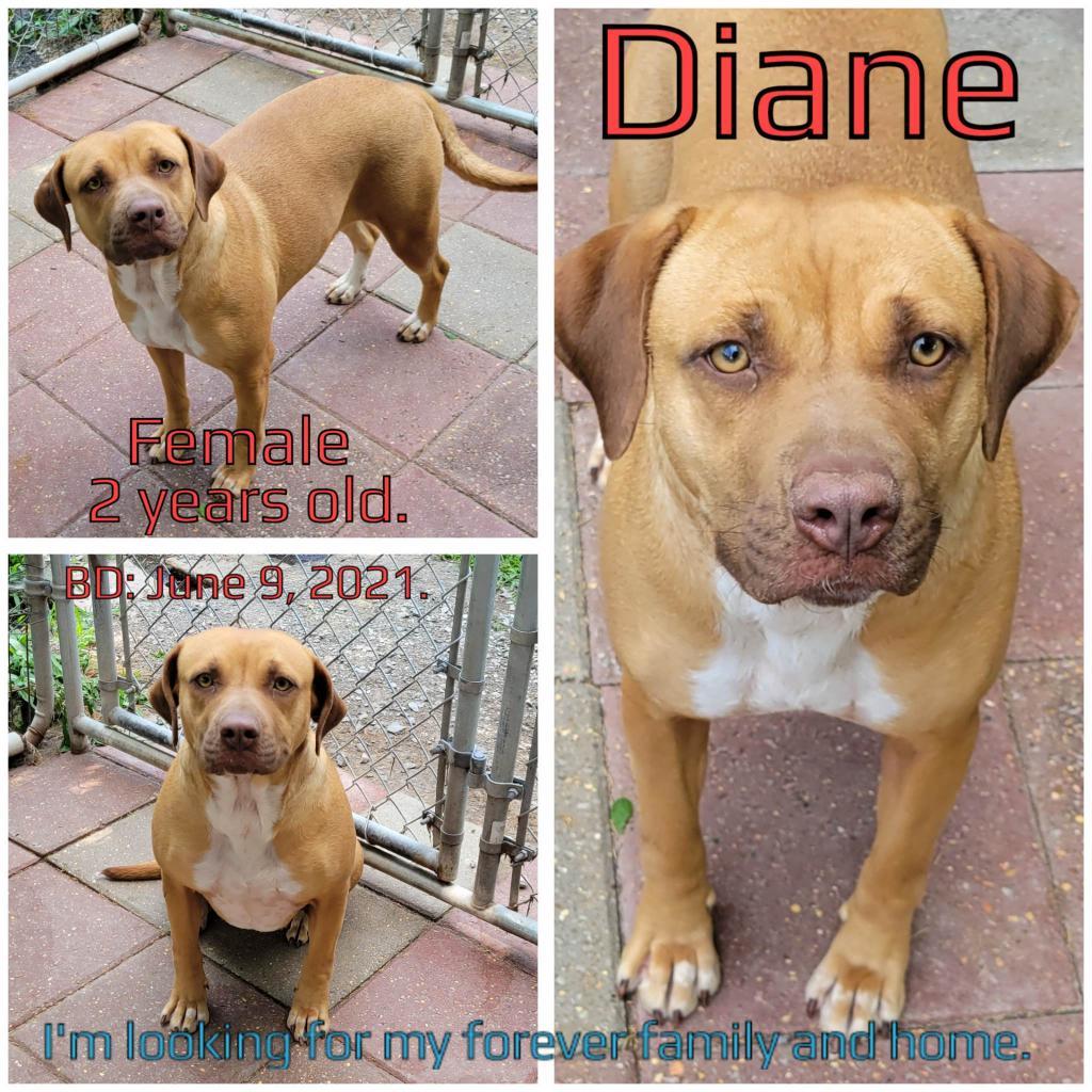 Enlarge Diane, a Adoptable Mixed Breed in Ripon, WI image 3/6