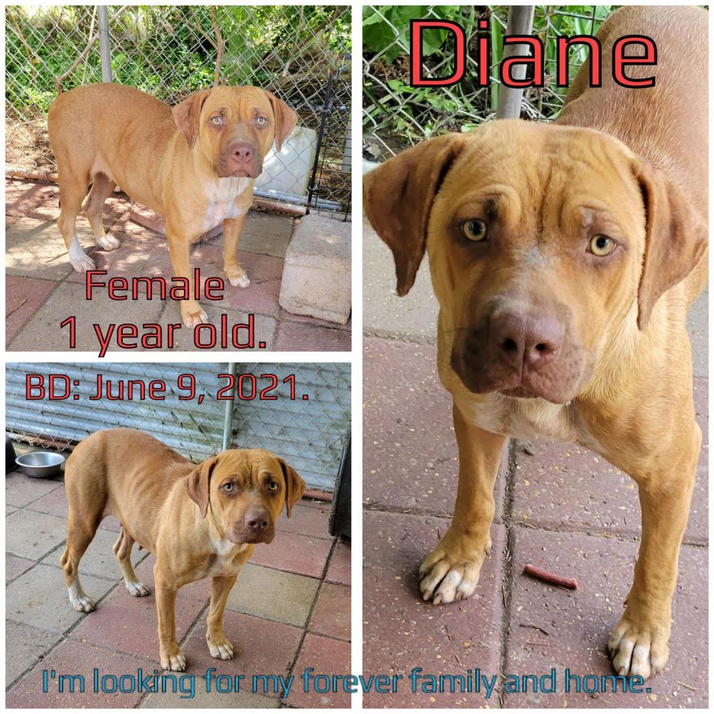 Enlarge Diane, a Adoptable Mixed Breed in Ripon, WI image 4/6