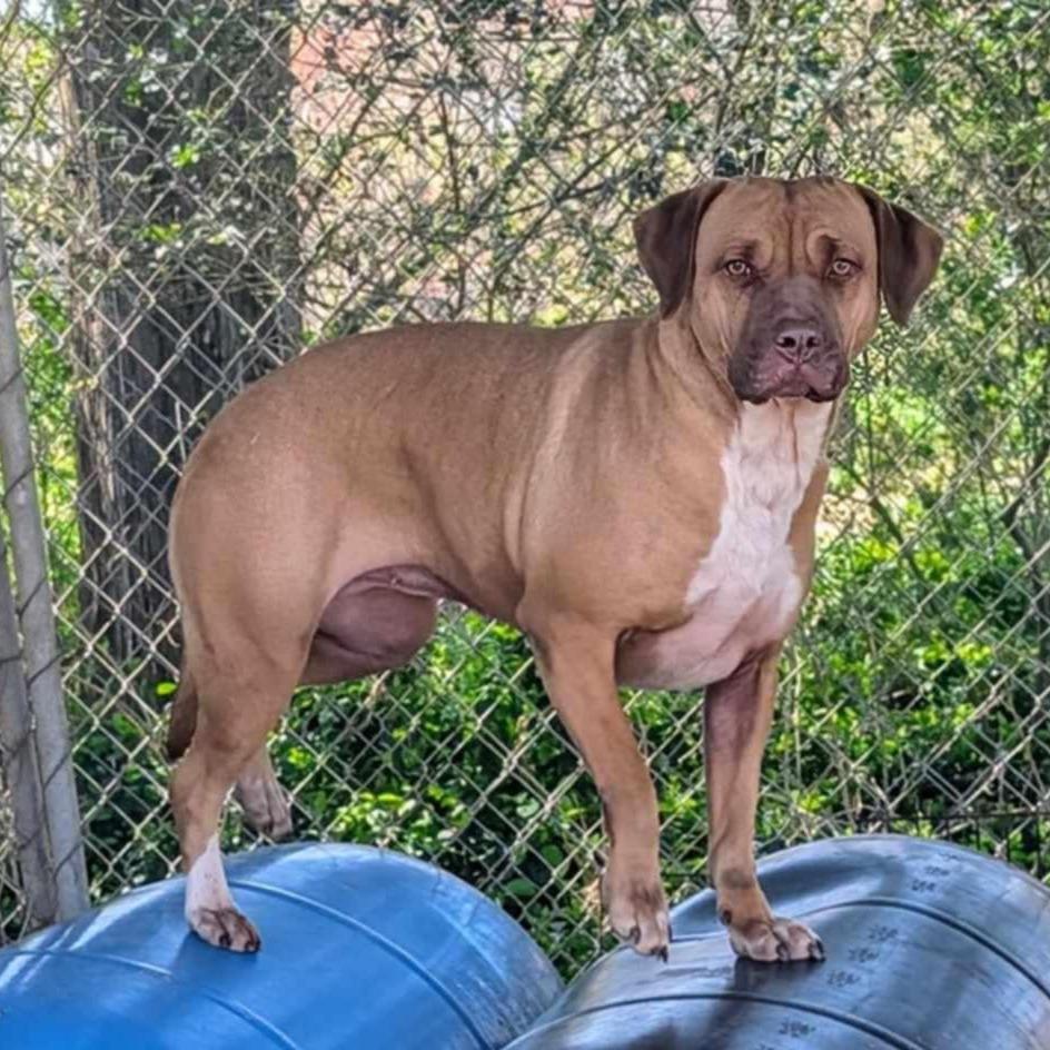 Diane, a Adoptable Mixed Breed in Boaz, AL image 3/3