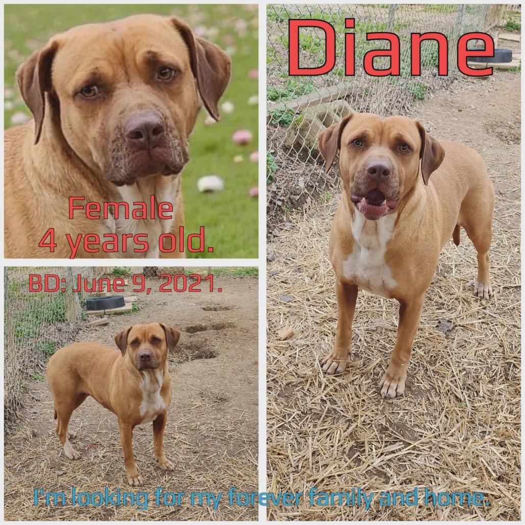 Enlarge Diane, a Adoptable Mixed Breed in Ripon, WI image 6/6