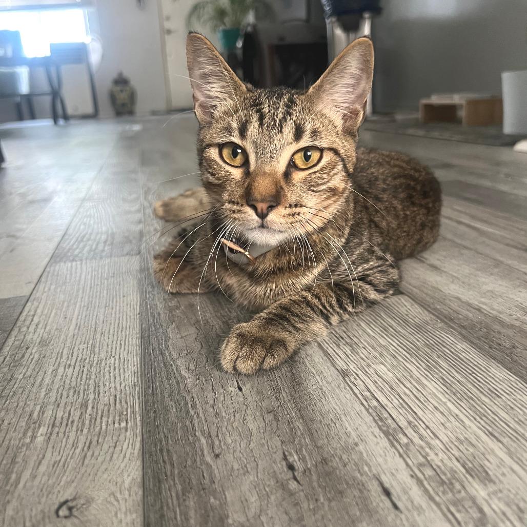 Chu Chu, Adoptable, Young Male Domestic Short Hair.