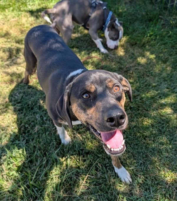 Sage, Adoptable, Young Female Mixed Breed.