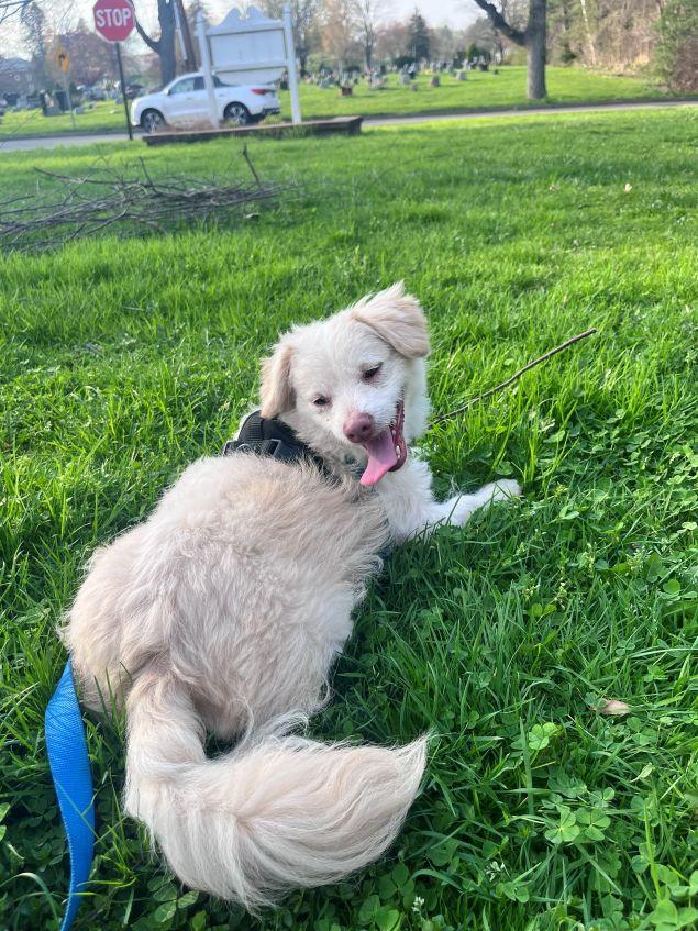 Enlarge Marshmallow, a ADOPTABLE mixed breed in East Hartford, CT image 2/3