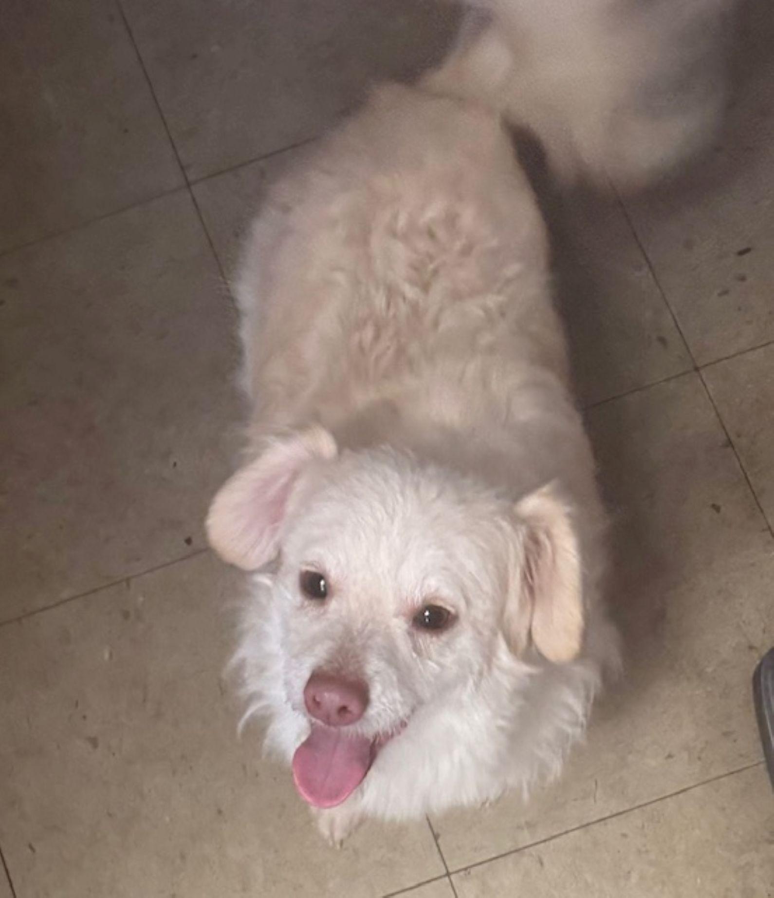 Marshmallow, ADOPTABLE, Puppy Male Spaniel.