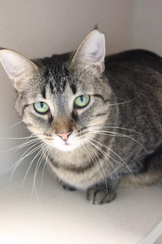 Enlarge Mario, a Adoptable mixed breed in Morgantown, KY image 2/3