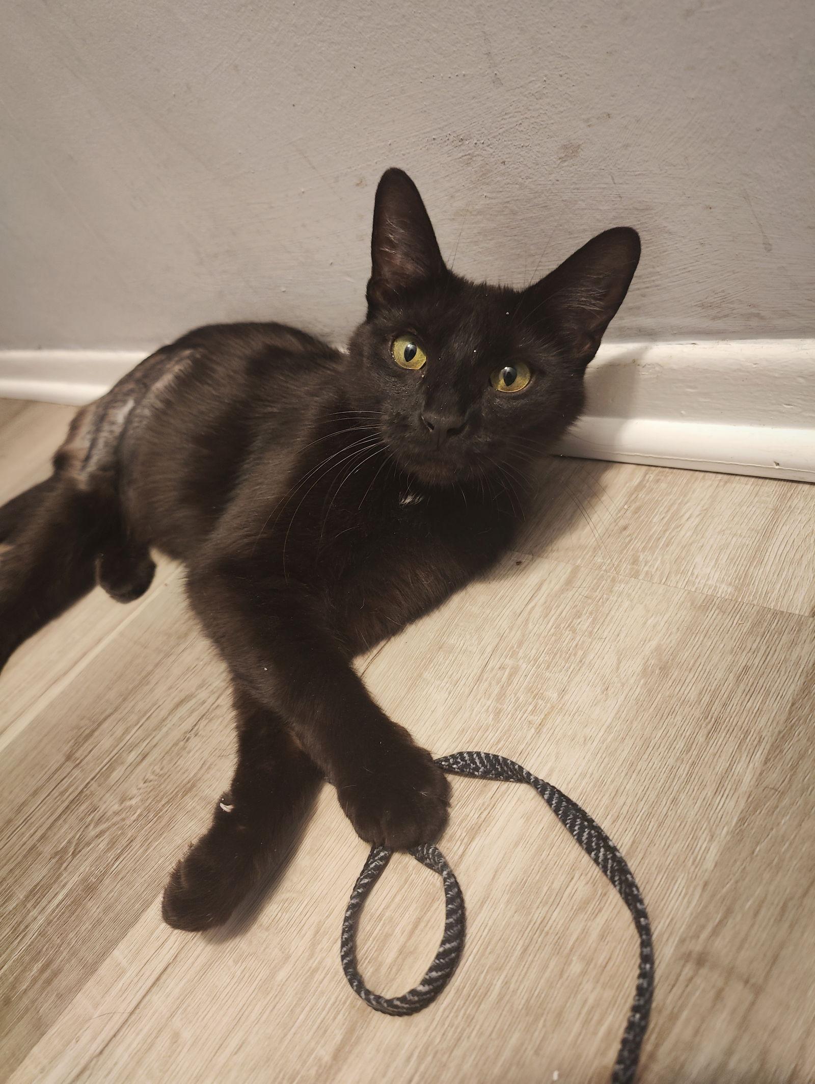 Cosmic Brownie, Adoptable, Adult Female Domestic Short Hair.