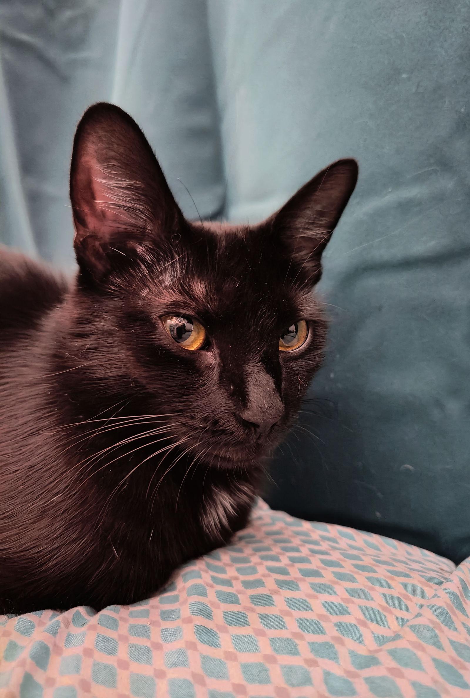 Enlarge Cosmic Brownie, a Adoptable Domestic Short Hair in Broomall, PA image 2/3