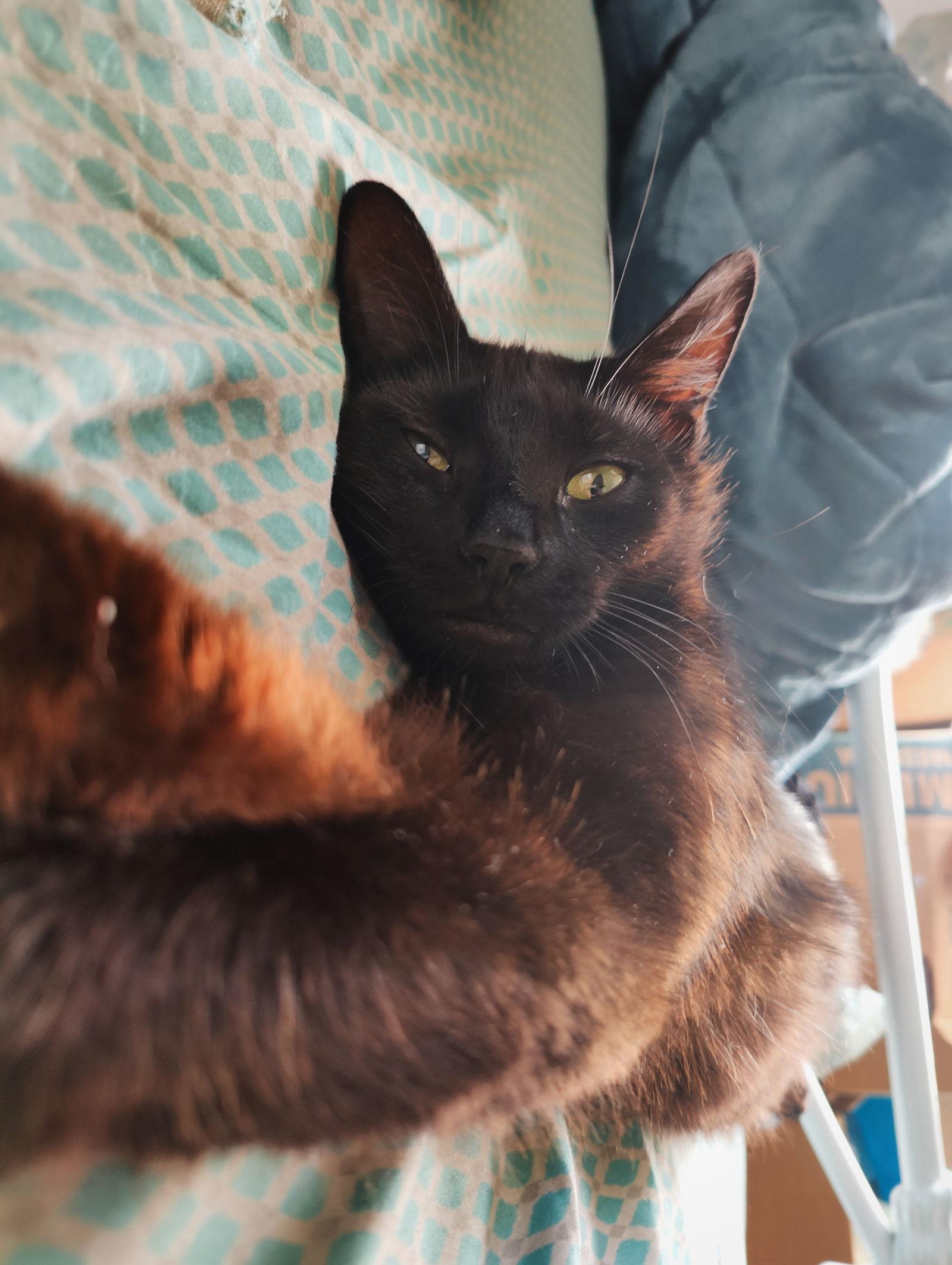 Enlarge Cosmic Brownie, a Adoptable Domestic Short Hair in Broomall, PA image 3/3