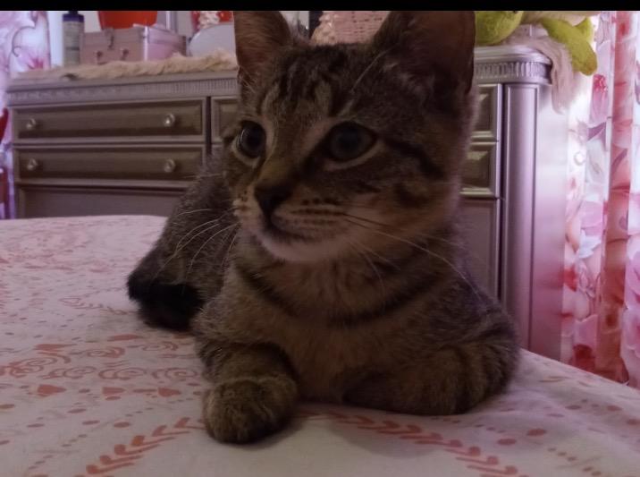 Andy, a Adoptable Domestic Short Hair in Bronx, NY image 5/5