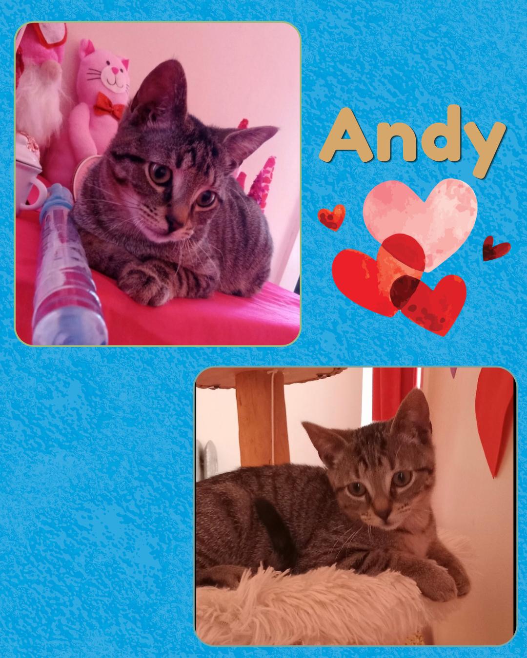 Andy, a Adoptable Domestic Short Hair in Bronx, NY image 2/5