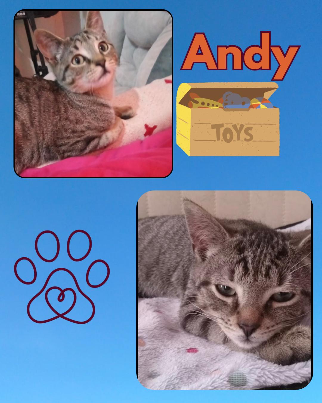 Andy, a Adoptable Domestic Short Hair in Bronx, NY image 1/5