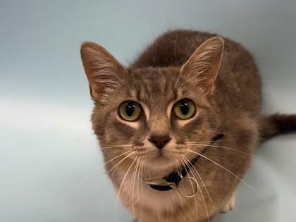 Enlarge Minnie Mouse, a Adoptable mixed breed in Woodbury, MN image 1/1