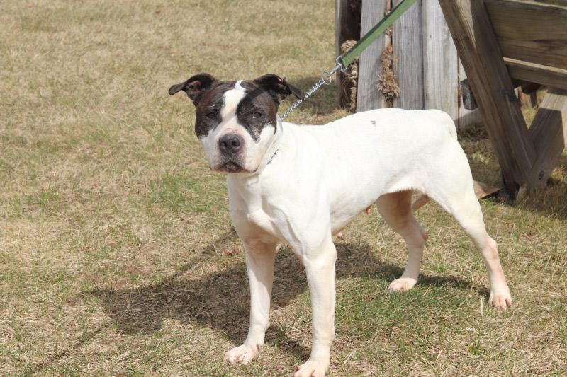 Enlarge Deidre, a ADOPTABLE Mixed Breed in Ionia, MI image 2/4