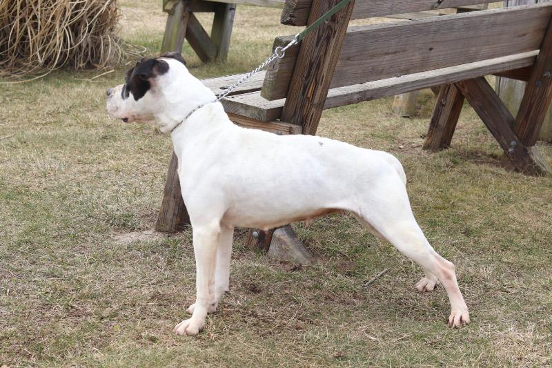 Enlarge Deidre, a ADOPTABLE Mixed Breed in Ionia, MI image 4/4