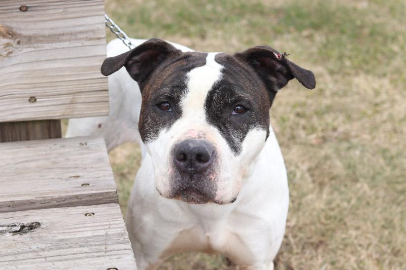 Enlarge Deidre, a ADOPTABLE Mixed Breed in Ionia, MI image 1/4