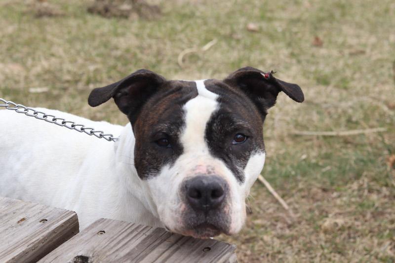 Enlarge Deidre, a ADOPTABLE Mixed Breed in Ionia, MI image 3/4