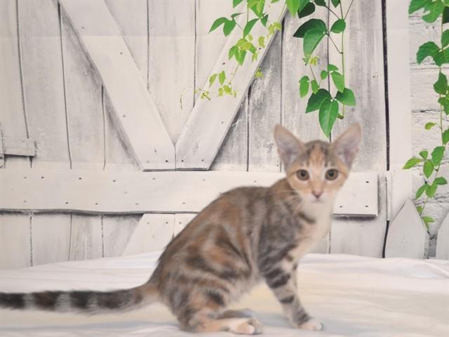 WILLOW, Adoptable, Kitten Female Domestic Short Hair & Domestic Short Hair.