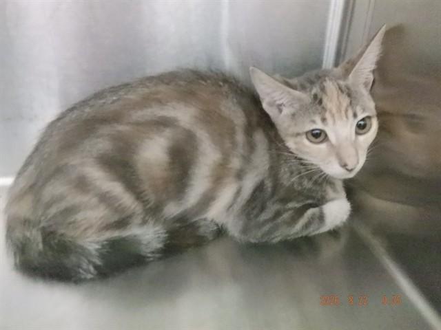 Enlarge WILLOW, a Adoptable mixed breed in Oroville, CA image 1/1