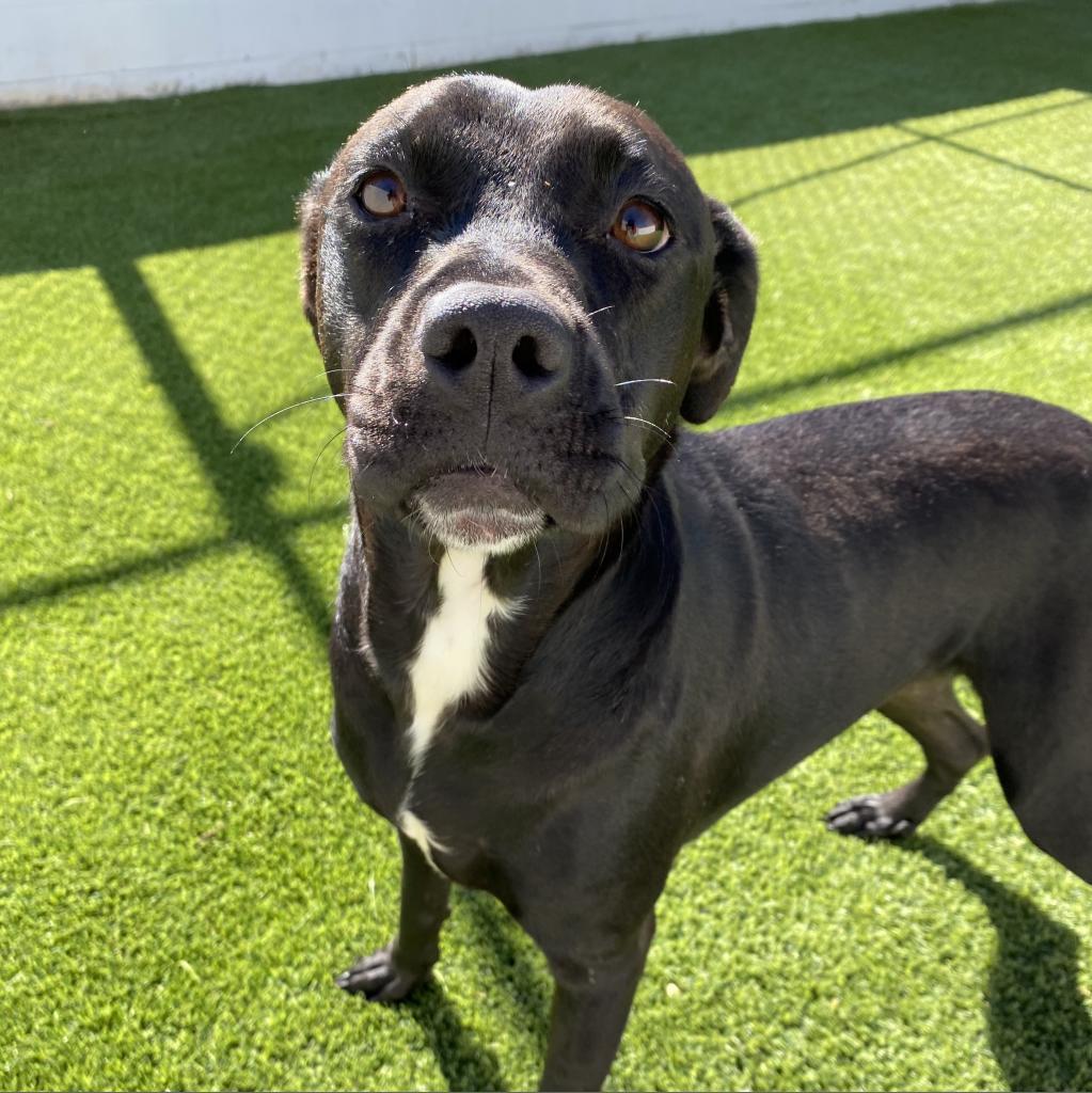 Enlarge Janice 5827, a Adoptable mixed breed in Shorter, AL image 1/1