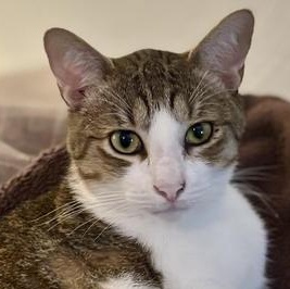 Enlarge Julian, a Adoptable mixed breed in Latham, NY image 4/6