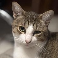 Enlarge Julian, a Adoptable mixed breed in Latham, NY image 3/6