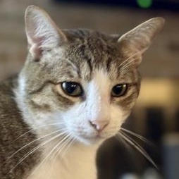 Julian, Adoptable, Adult Male Tabby & Domestic Short Hair.