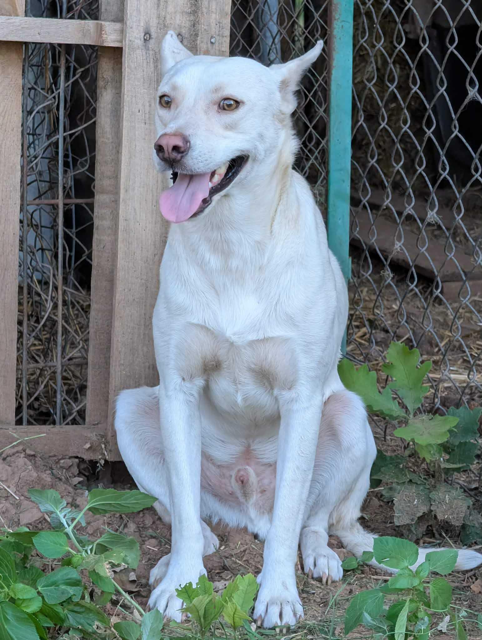 Iggy, ADOPTABLE, Young Male Husky.