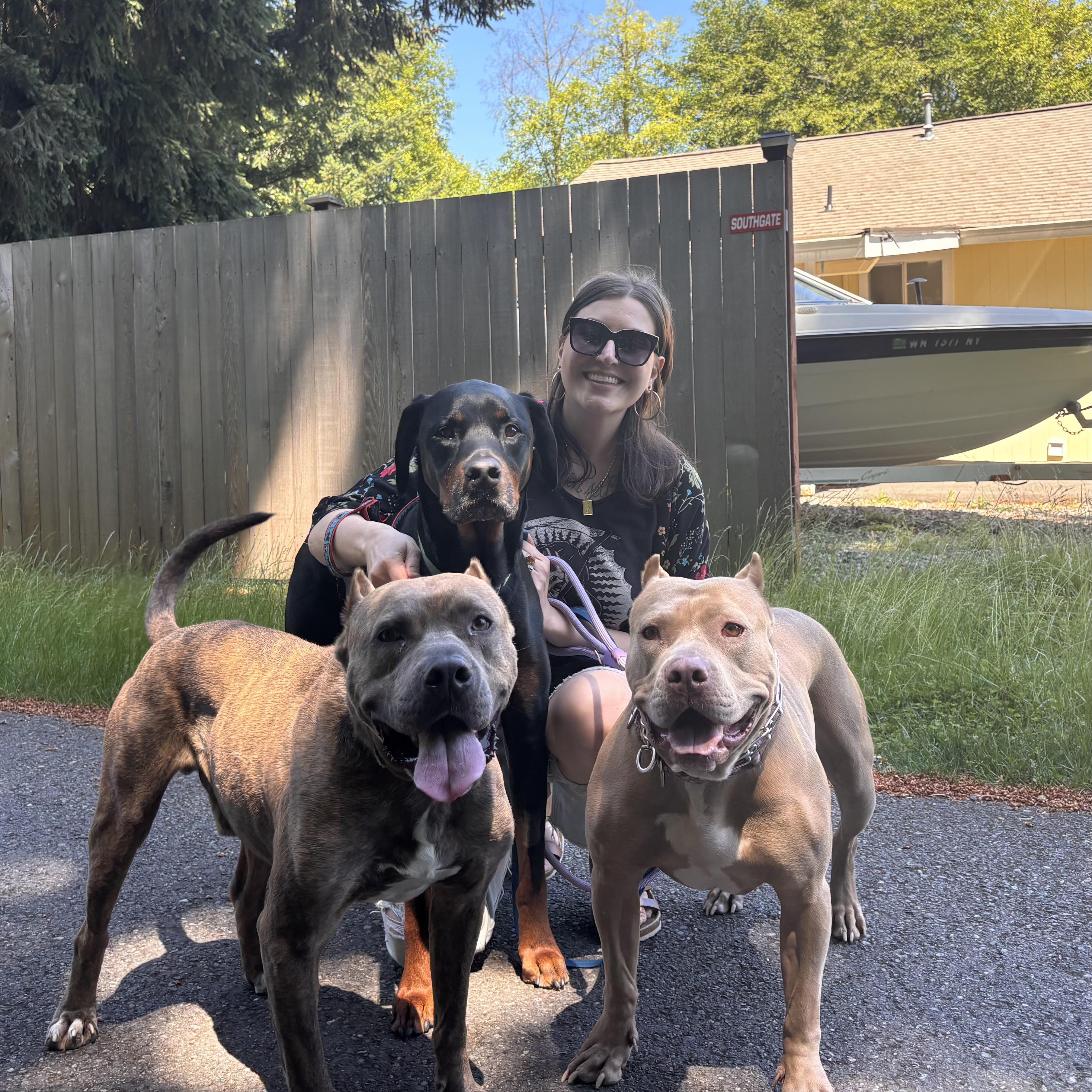Enlarge Carmela, a Adoptable American Bully in Wenatchee, WA image 6/6