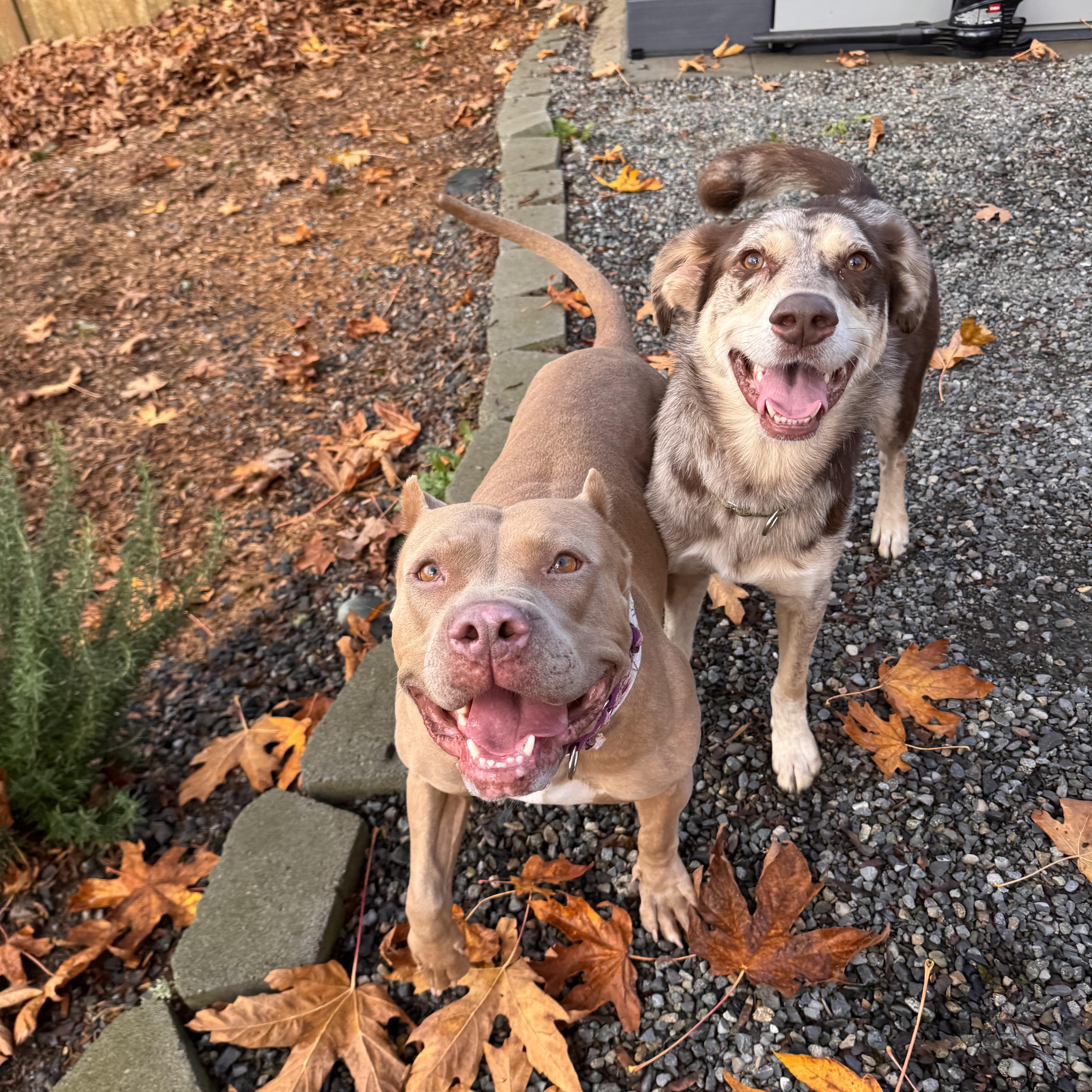 Enlarge Carmela, a Adoptable American Bully in Wenatchee, WA image 3/6