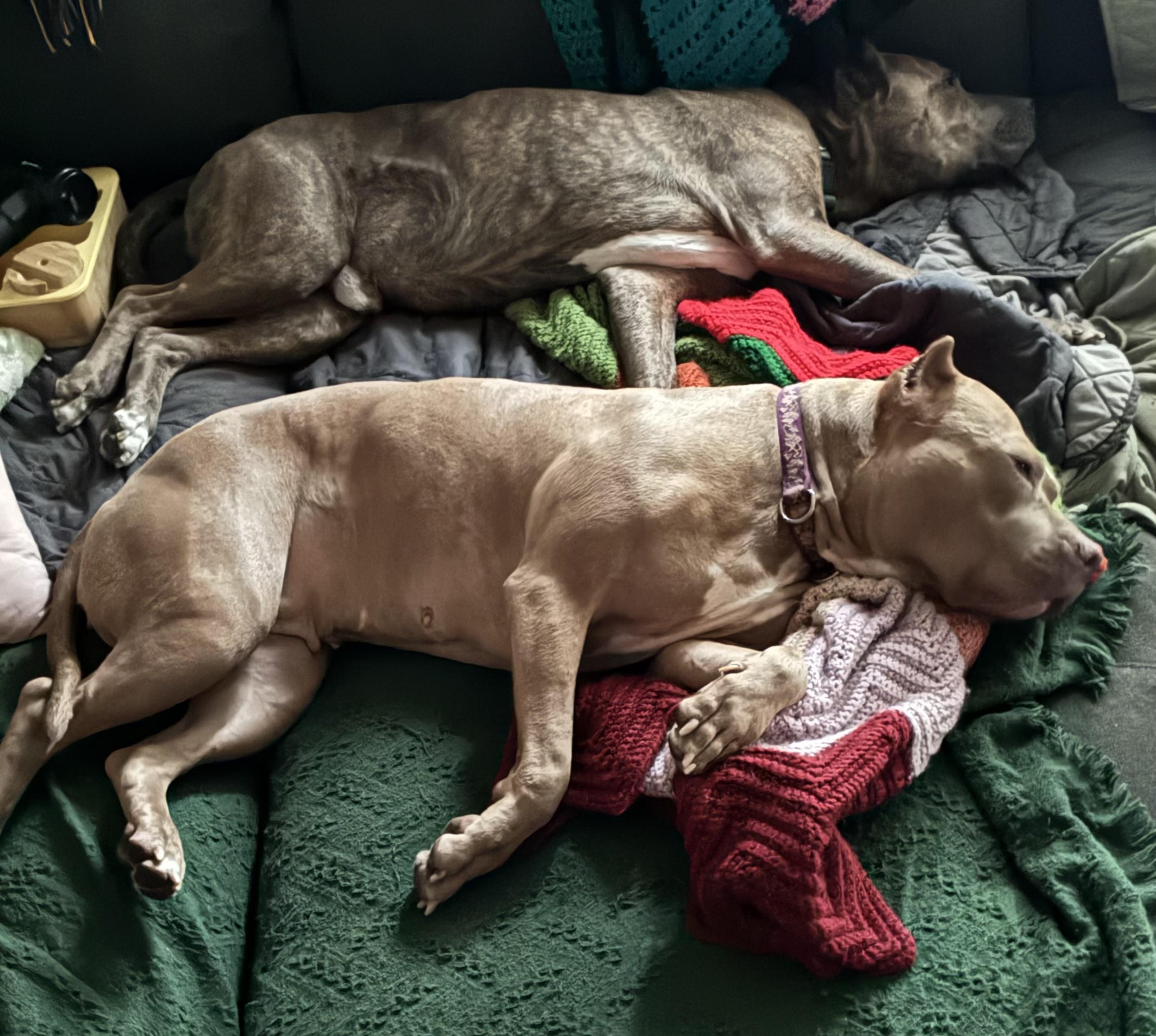 Enlarge Carmela, a Adoptable American Bully in Wenatchee, WA image 5/6