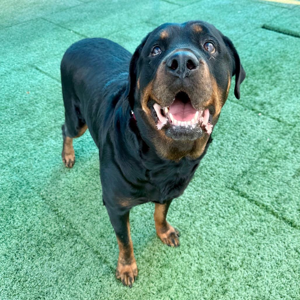 Robron , ADOPTABLE, Adult Female Rottweiler.