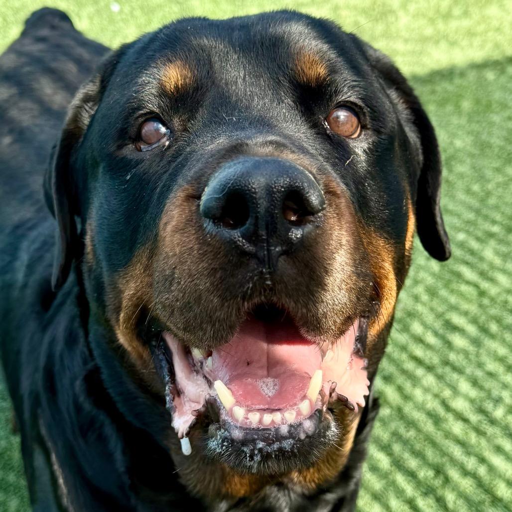 Enlarge Robron , a ADOPTABLE Rottweiler in Las Vegas, NV image 2/3