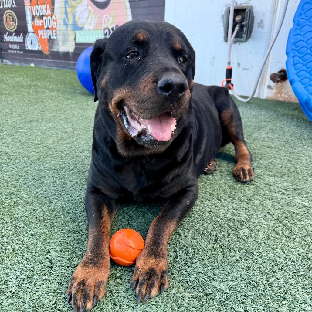 Enlarge Robron , a ADOPTABLE Rottweiler in Las Vegas, NV image 3/3