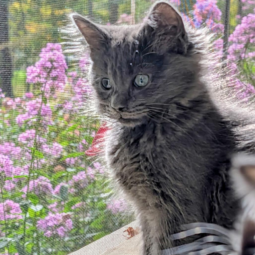 Babette, Adoptable, Kitten Female Domestic Short Hair.