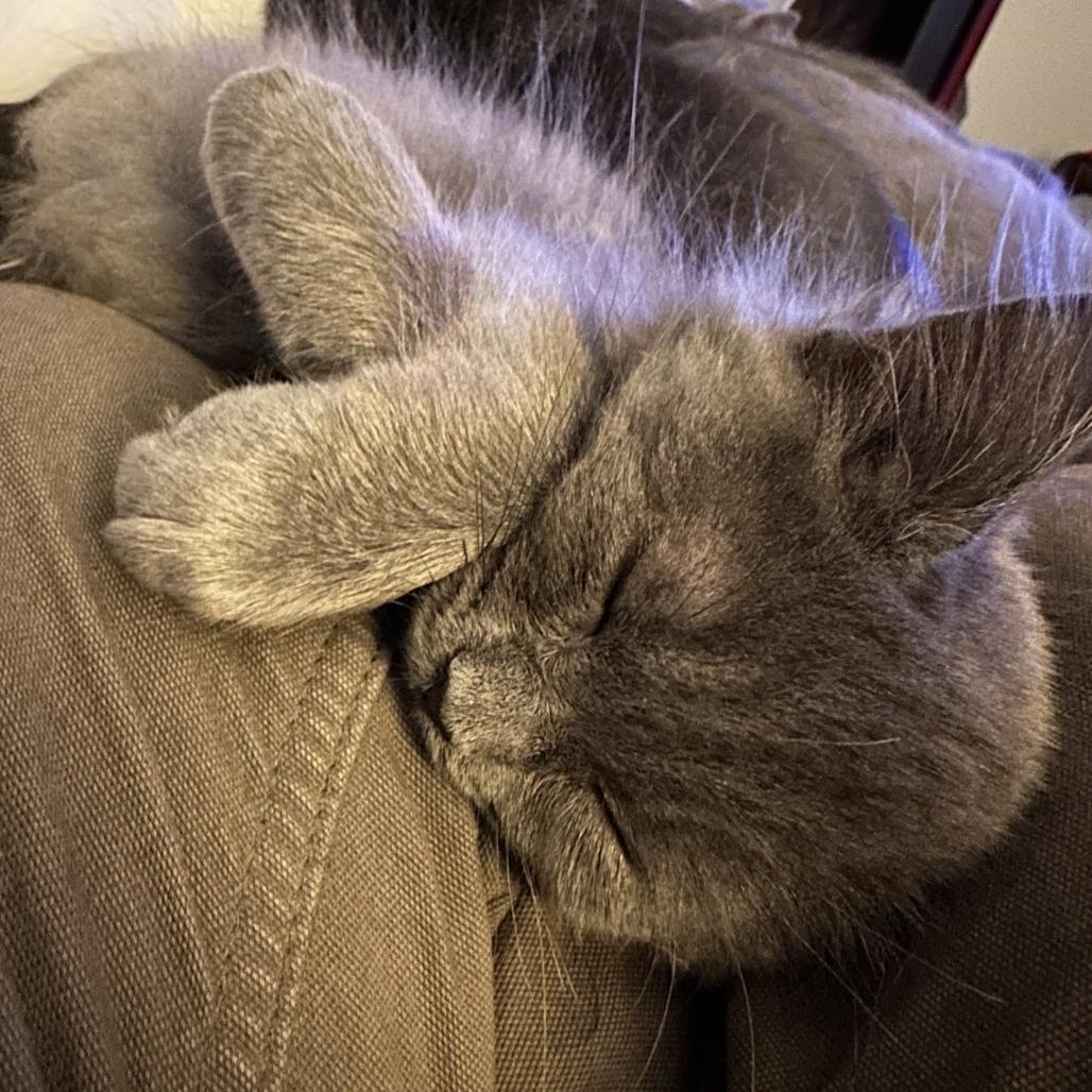 Enlarge Babette, a Adoptable Domestic Short Hair in Saugerties, NY image 3/3