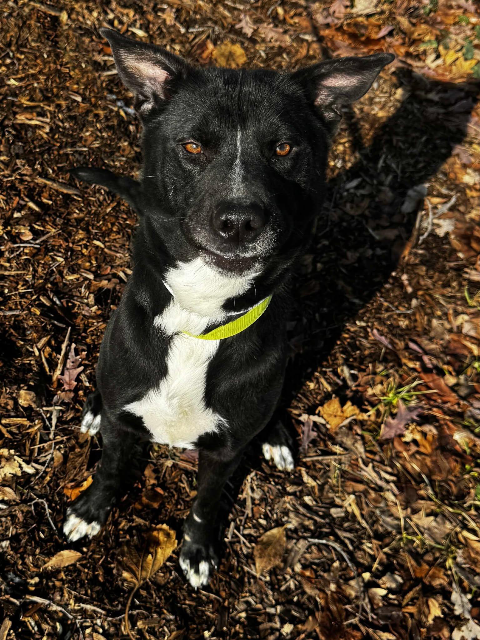 Enlarge encilada, a ADOPTABLE mixed breed in MARION, IN image 1/5