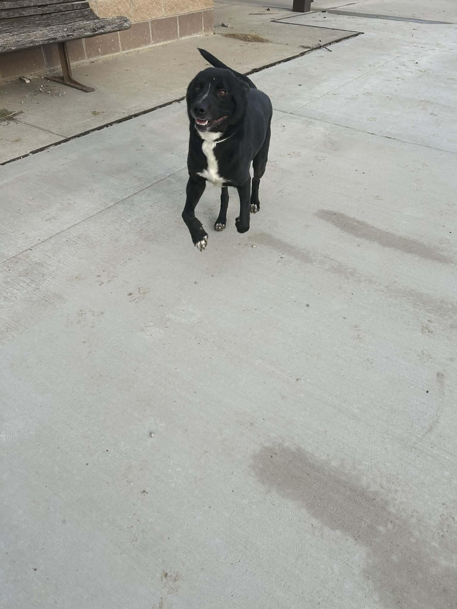 Enlarge encilada, a ADOPTABLE mixed breed in MARION, IN image 3/5