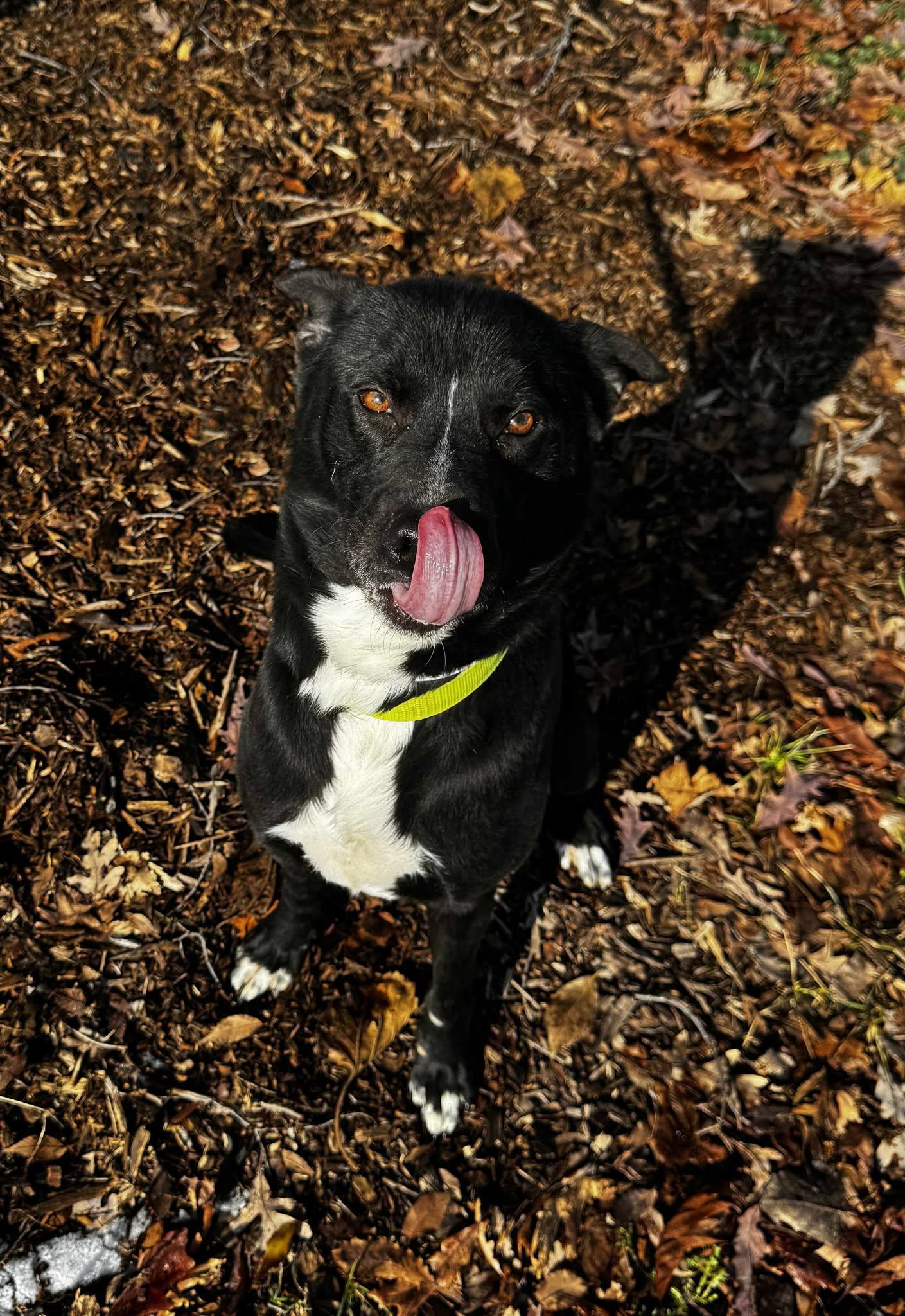 Enlarge encilada, a ADOPTABLE mixed breed in MARION, IN image 2/5